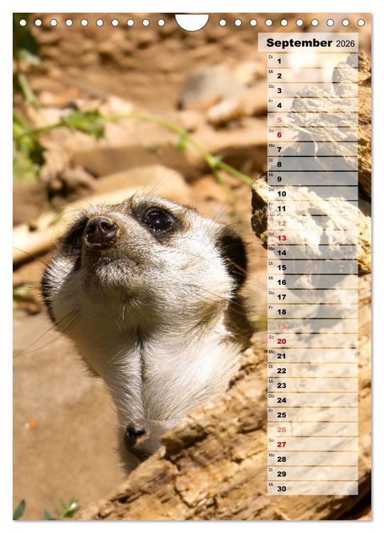 Produktbild: Erdm&auml;nnchen, putzige Kerlchen mit gro&szlig;en Knopfaugen (Wandkalender 2026 DIN A4 hoch), CALVENDO Monatskalender