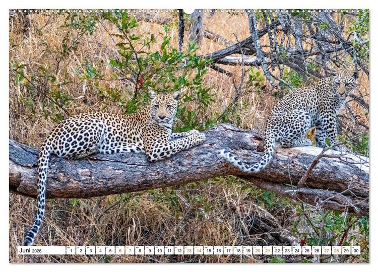 Produktbild: S&uuml;dafrikas wilde Katzen (hochwertiger Premium Wandkalender 2026 DIN A2 quer), Kunstdruck in Hochglanz