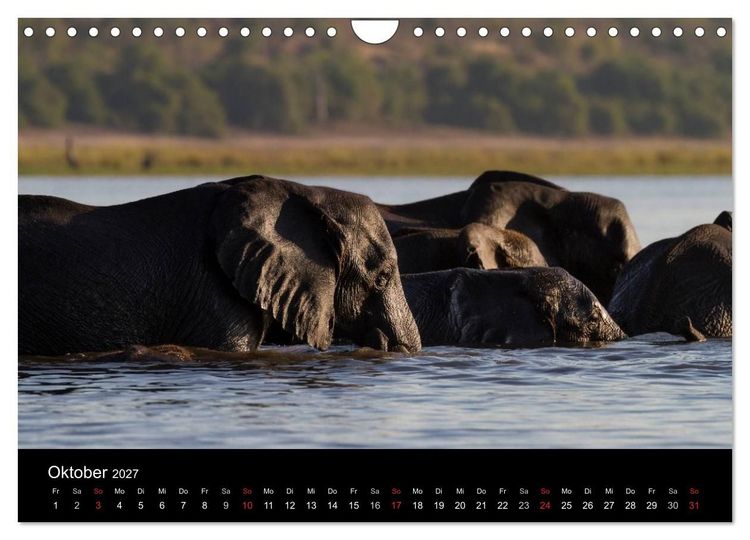 Produktbild: Elefanten - Die sanften Riesen Afrikas (Wandkalender 2027 DIN A4 quer), CALVENDO Monatskalender