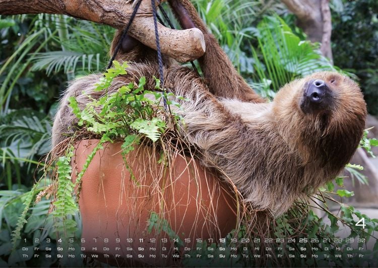 Produktbild: Faultiere &ndash; Chill mal! - 2027 - Kalender DIN A3