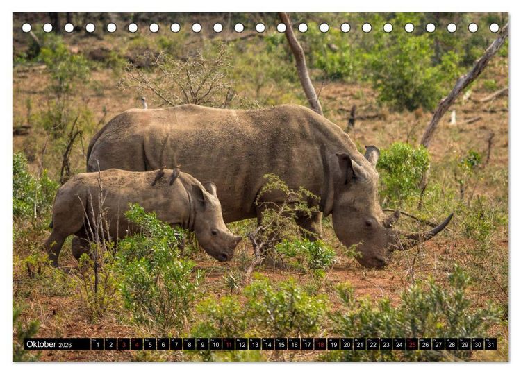 Produktbild: Afrikas Tierwelt: Nash&ouml;rner (Tischkalender 2026 DIN A5 quer), CALVENDO Monatskalender