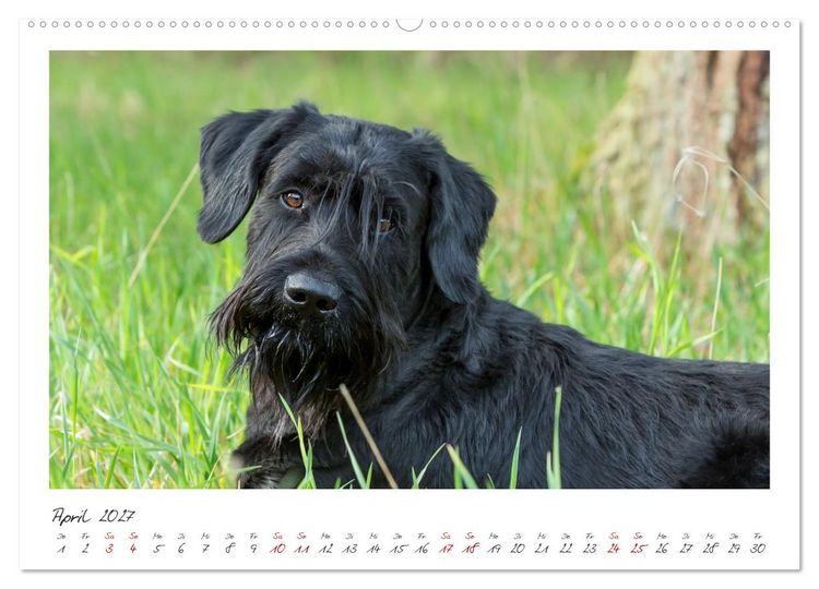 Produktbild: Riesenschnauzer - Treue Partner (Wandkalender 2027 DIN A2 quer), CALVENDO Monatskalender