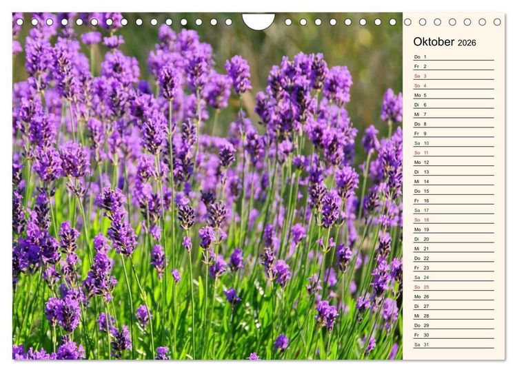 Produktbild: Lavendel (Wandkalender 2026 DIN A4 quer), CALVENDO Monatskalender