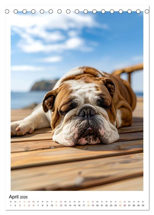 Produktbild: Englische Bulldogge - sanfter Kumpel (Tischkalender 2026 DIN A5 hoch), CALVENDO Monatskalender