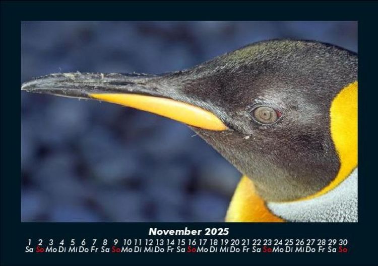 Produktbild: Pinguine & Eisb&auml;ren 2025 Fotokalender DIN A5