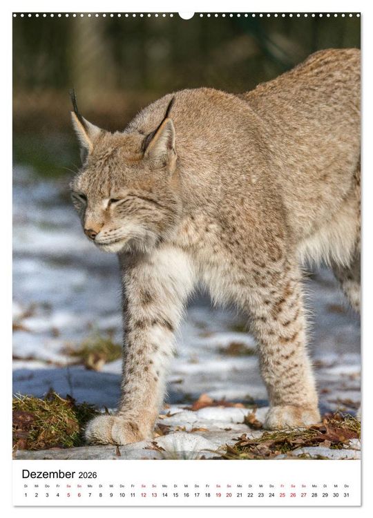 Produktbild: Der eurasische Luchs (hochwertiger Premium Wandkalender 2026 DIN A2 hoch), Kunstdruck in Hochglanz