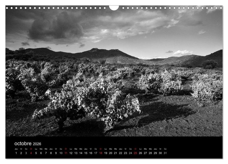 Produktbild: VIGNES DU SUD terroirs d'AOC (Calendrier mural 2026 DIN A3 vertical), CALVENDO calendrier mensuel