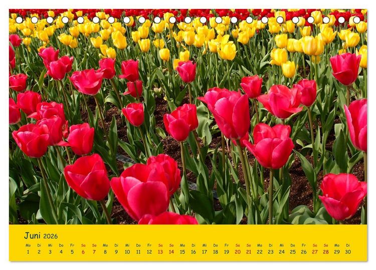 Produktbild: Tulpentraum (Tischkalender 2026 DIN A5 quer), CALVENDO Monatskalender