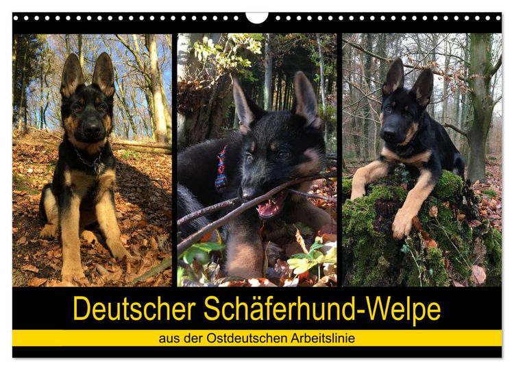 Produktbild: Deutscher Sch&auml;ferhund-Welpe - aus der Ostdeutschen Arbeitslinie (Wandkalender 2026 DIN A3 quer), CALVENDO Monatskalender