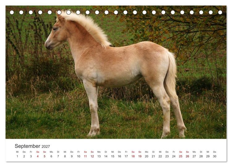 Produktbild: Haflinger - blonde Sch&ouml;nheiten (Tischkalender 2027 DIN A5 quer), CALVENDO Monatskalender
