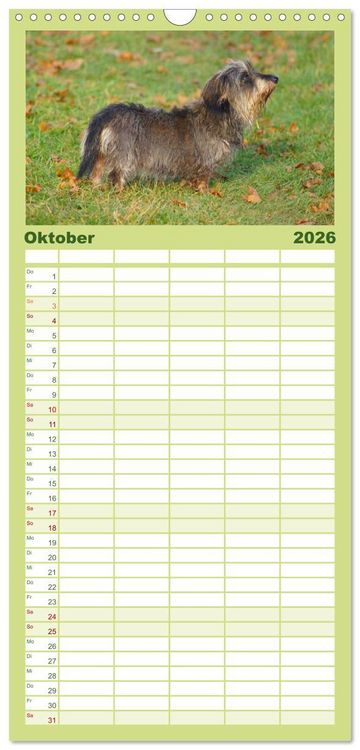 Produktbild: Familienplaner 2026 - Der Zwergrauhaardackel - Eigensinnig und Liebenswert mit 5 Spalten (Wandkalender, 21 x 45 cm) CALVENDO