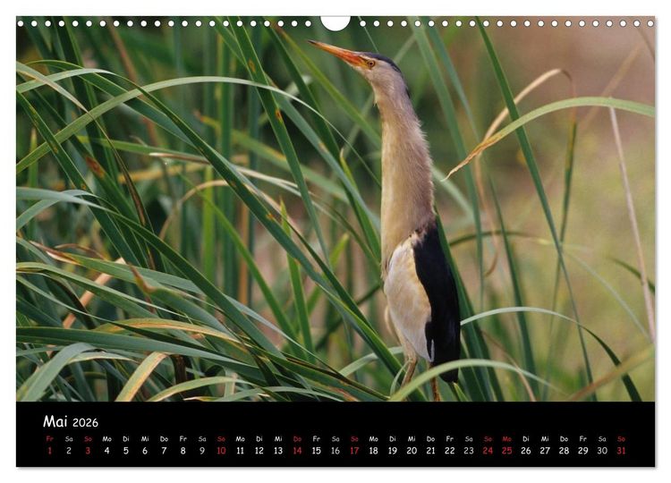 Produktbild: Naturjuwelen - Neusiedler See (Wandkalender 2026 DIN A3 quer), CALVENDO Monatskalender