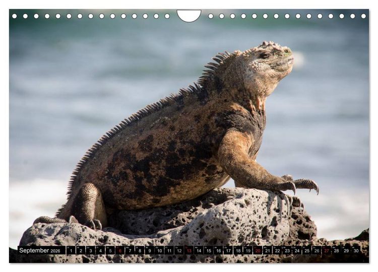 Produktbild: Leguane auf Galapagos (Wandkalender 2026 DIN A4 quer), CALVENDO Monatskalender