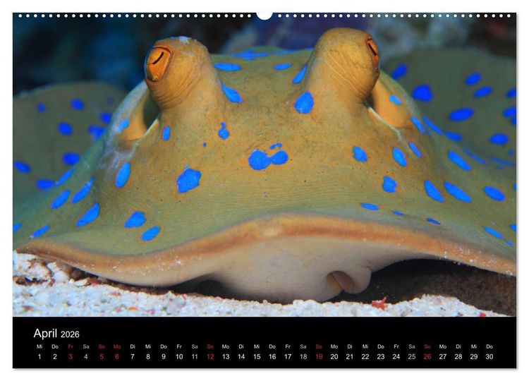 Produktbild: Bilder der Tiefe 2026 (hochwertiger Premium Wandkalender 2026 DIN A2 quer), Kunstdruck in Hochglanz
