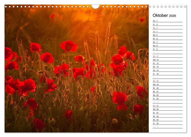 Produktbild: Ein Traum von Mohn (Wandkalender 2026 DIN A3 quer), CALVENDO Monatskalender