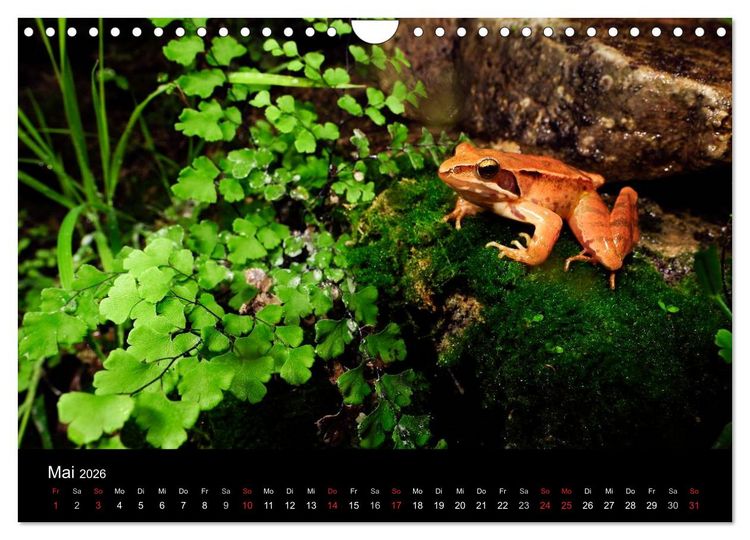 Produktbild: Fr&ouml;sche (Wandkalender 2026 DIN A4 quer), CALVENDO Monatskalender