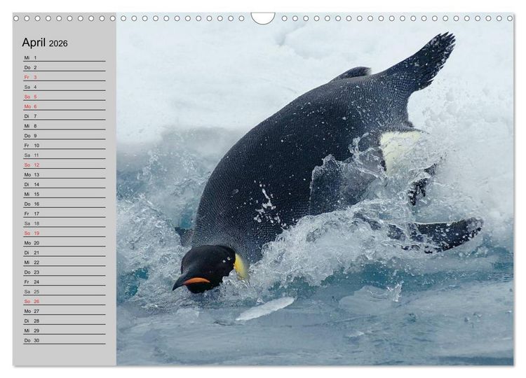 Produktbild: Pinguine - Watscheln im festlichen Kleid (Wandkalender 2026 DIN A3 quer), CALVENDO Monatskalender