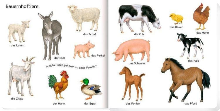 Produktbild: 100 erste Tiere