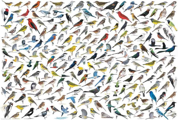 Produktbild: Puzzle 2000 Teile - The World of Birds
