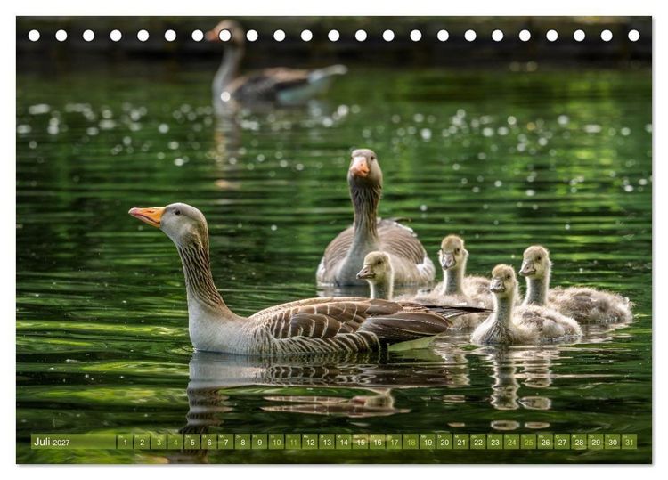 Produktbild: Gans sch&ouml;n wild (Tischkalender 2027 DIN A5 quer), CALVENDO Monatskalender