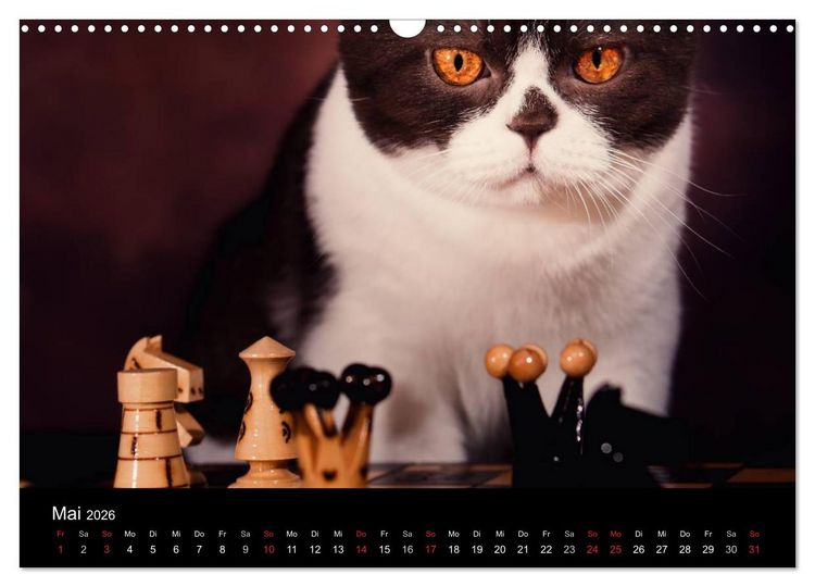 Produktbild: Schokoladige Britisch Kurzhaar Katzen (Wandkalender 2026 DIN A3 quer), CALVENDO Monatskalender