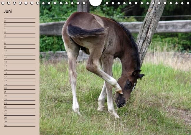 Produktbild: Der Fohlen-Geburtstagskalender (Wandkalender immerw&auml;hrend DIN A4 quer)
