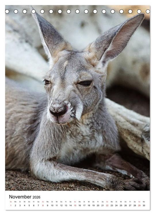 Produktbild: Australien - Hilfe f&uuml;r die einzigartige Tierwelt (Tischkalender 2026 DIN A5 hoch), CALVENDO Monatskalender