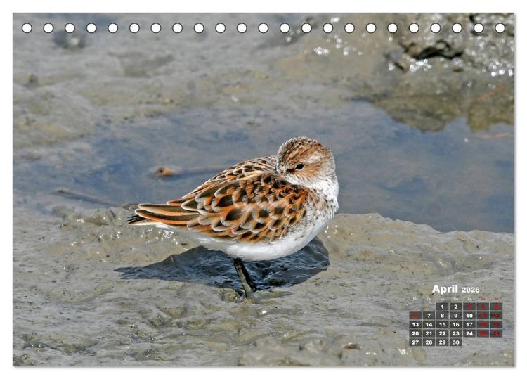 Produktbild: Limikolen - Watv&ouml;gel Europas (Tischkalender 2026 DIN A5 quer), CALVENDO Monatskalender