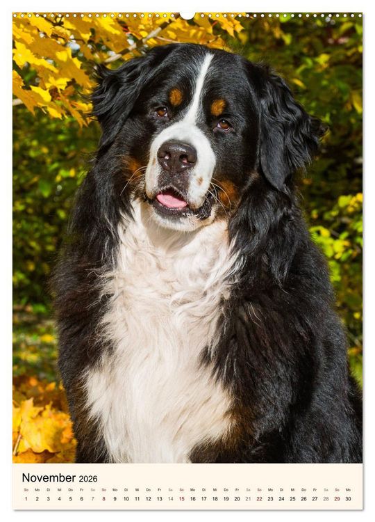 Produktbild: Die sch&ouml;nste Rasse der Welt - Berner Sennenhund (hochwertiger Premium Wandkalender 2026 DIN A2 hoch), Kunstdruck in Hochglanz