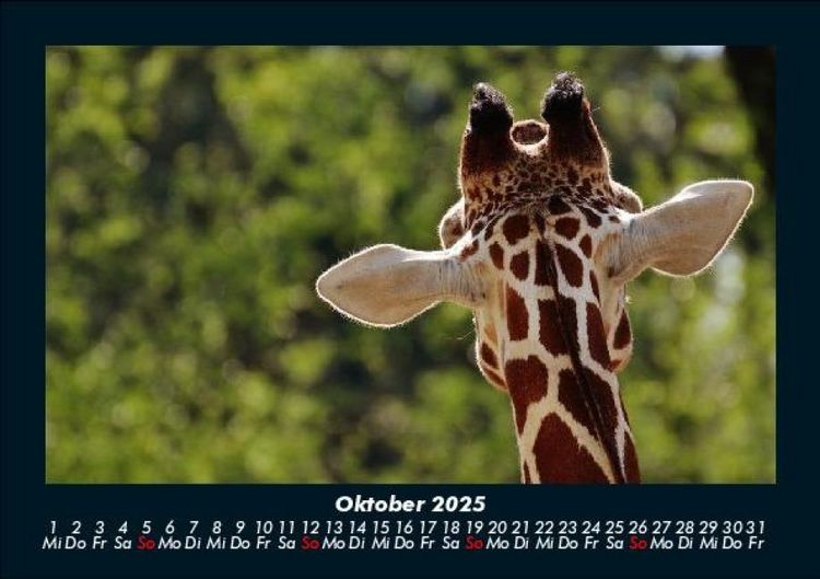 Produktbild: Tierkalender 2025 Fotokalender DIN A5