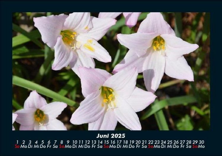Produktbild: Blumentraum 2025 Fotokalender DIN A5