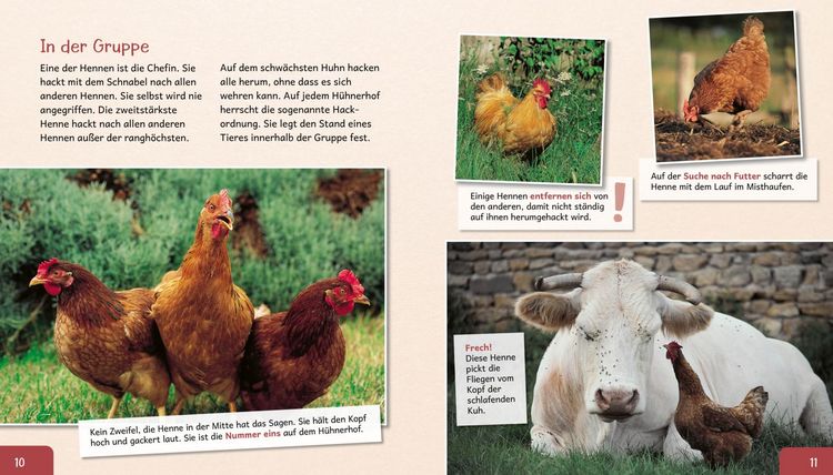 Produktbild: Meine gro&szlig;e Tierbibliothek: Das Huhn