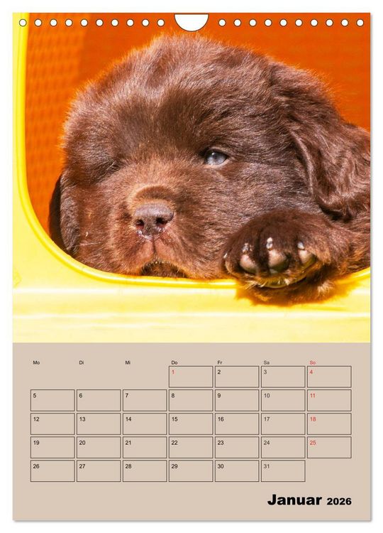 Produktbild: Familienplaner Neufundl&auml;nder Welpen (Wandkalender 2026 DIN A4 hoch), CALVENDO Monatskalender