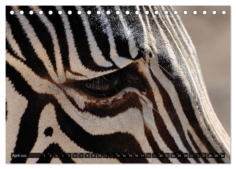 Produktbild: Wilde Tiere - Die sch&ouml;nsten Portraits (Tischkalender 2026 DIN A5 quer), CALVENDO Monatskalender