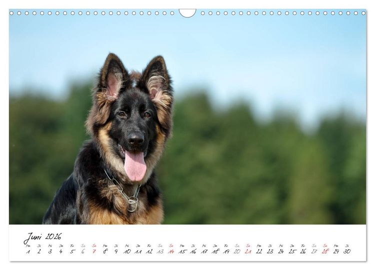 Produktbild: Junge Deutsche Sch&auml;ferhunde (Wandkalender 2026 DIN A3 quer), CALVENDO Monatskalender
