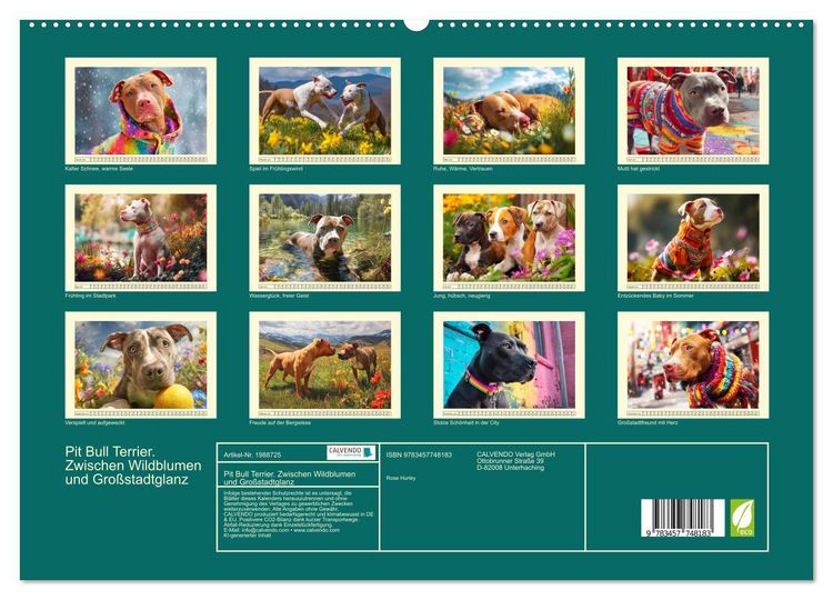 Produktbild: Pit Bull Terrier. Zwischen Wildblumen und Gro&szlig;stadtglanz (hochwertiger Premium Wandkalender 2026 DIN A2 quer), Kunstdruck in Hochglanz