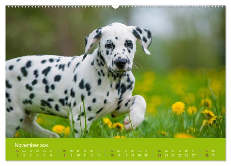 Produktbild: Dalmatiner 2026 (Wandkalender 2026 DIN A2 quer), CALVENDO Monatskalender