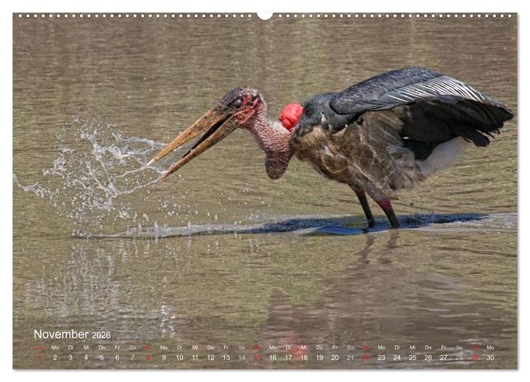 Produktbild: Zimbabwe (Wandkalender 2026 DIN A2 quer), CALVENDO Monatskalender