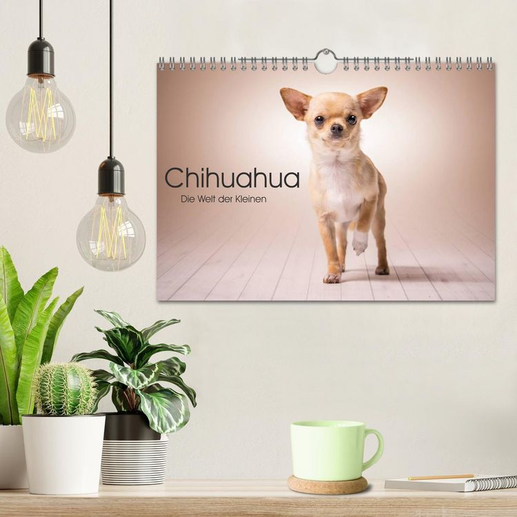 Produktbild: Chihuahua - Die Welt der Kleinen (Wandkalender 2026 DIN A4 quer), CALVENDO Monatskalender