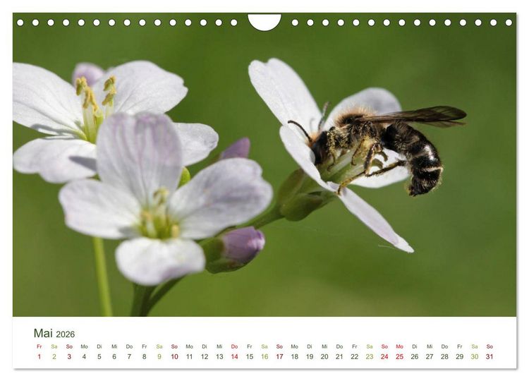 Produktbild: Wildbienen im Garten (Wandkalender 2026 DIN A4 quer), CALVENDO Monatskalender
