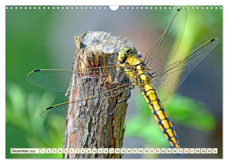 Produktbild: Farbenpracht der Insekten (Wandkalender 2026 DIN A3 quer), CALVENDO Monatskalender