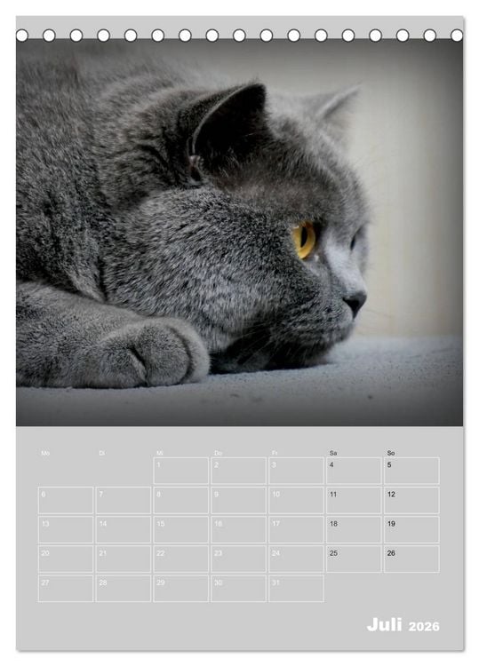 Produktbild: Graue Engel - Britischkurzhaar-Katzen (Tischkalender 2026 DIN A5 hoch), CALVENDO Monatskalender