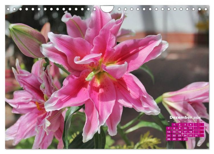 Produktbild: Lilien (Lilium) (Wandkalender 2026 DIN A4 quer), CALVENDO Monatskalender