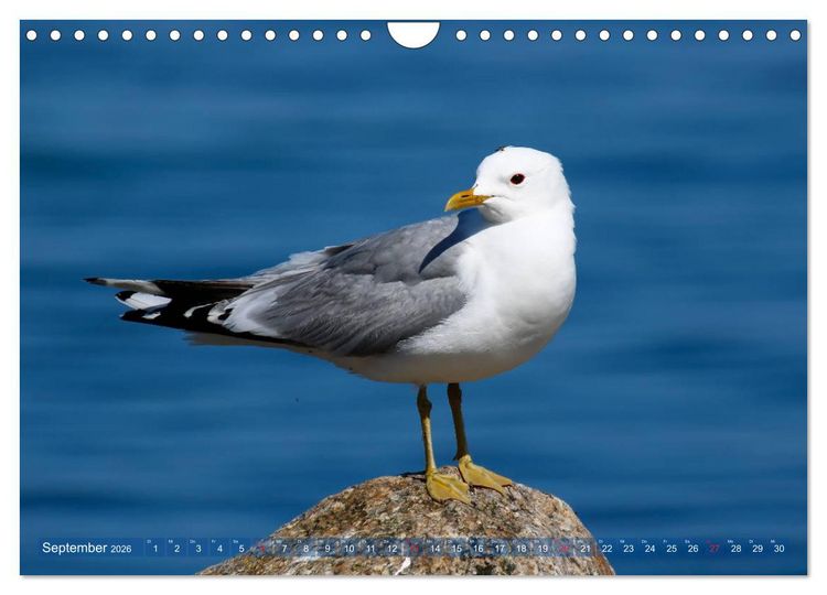 Produktbild: Kappeln und die Schlei (Wandkalender 2026 DIN A4 quer), CALVENDO Monatskalender