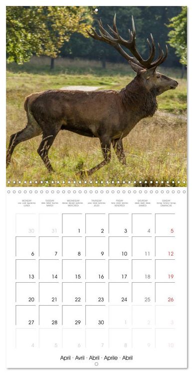 Produktbild: Aux bois des cerfs (Calendrier mural carr&eacute; 2026 30x30 cm) Calendrier double avec une page pour vos prises de notes