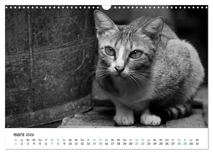 Produktbild: Chats de Santorin - Les princes d'Oia en noir et blanc (Calendrier mural 2026 DIN A3 vertical), CALVENDO calendrier mensuel