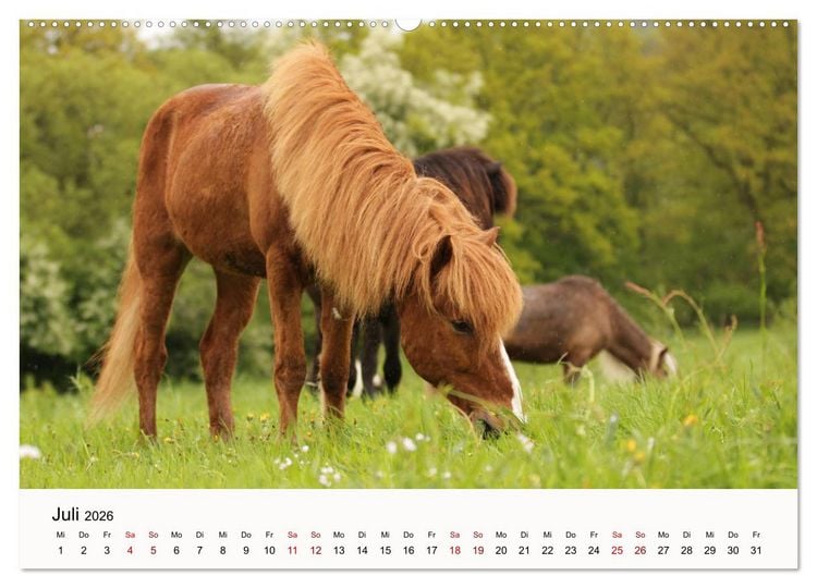 Produktbild: Isl&auml;nder - icelandic horses (hochwertiger Premium Wandkalender 2026 DIN A2 quer), Kunstdruck in Hochglanz