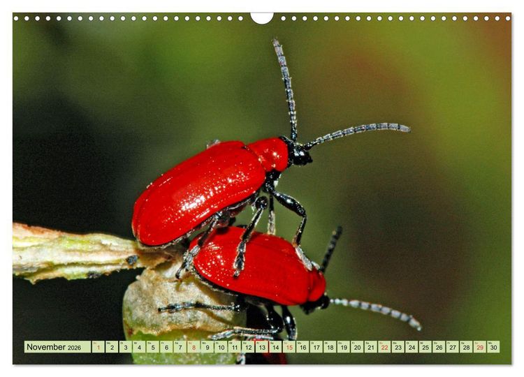 Produktbild: Farbenpracht der Insekten (Wandkalender 2026 DIN A3 quer), CALVENDO Monatskalender