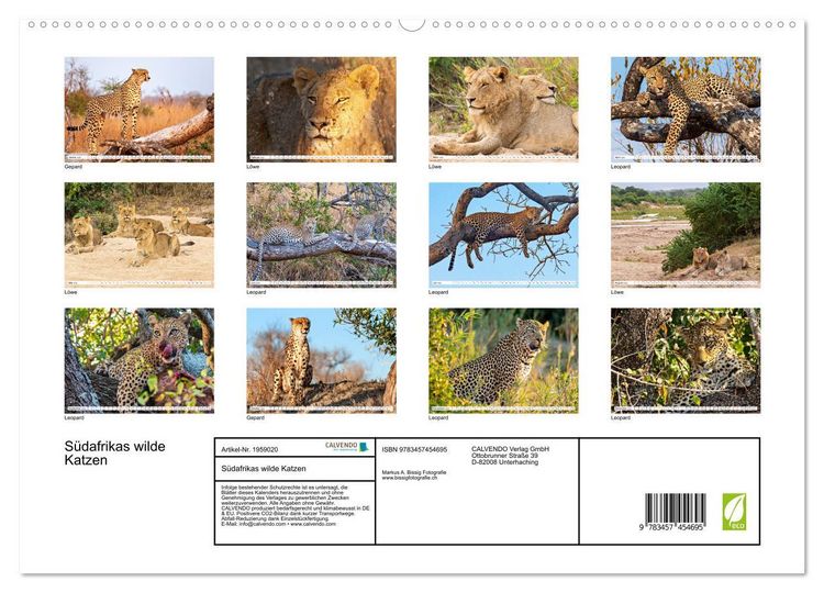 Produktbild: S&uuml;dafrikas wilde Katzen (hochwertiger Premium Wandkalender 2026 DIN A2 quer), Kunstdruck in Hochglanz