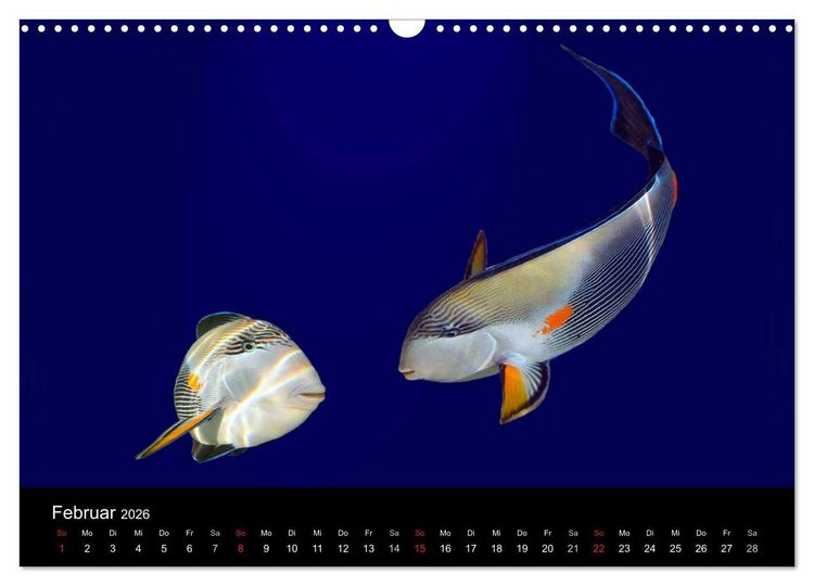 Produktbild: Meeres Sch&ouml;nheiten (Wandkalender 2026 DIN A3 quer), CALVENDO Monatskalender